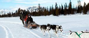 野外探险小百科：狗拉雪橇，体验滑雪和驾乘的双重乐趣